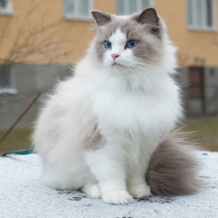 Пушистые кошки